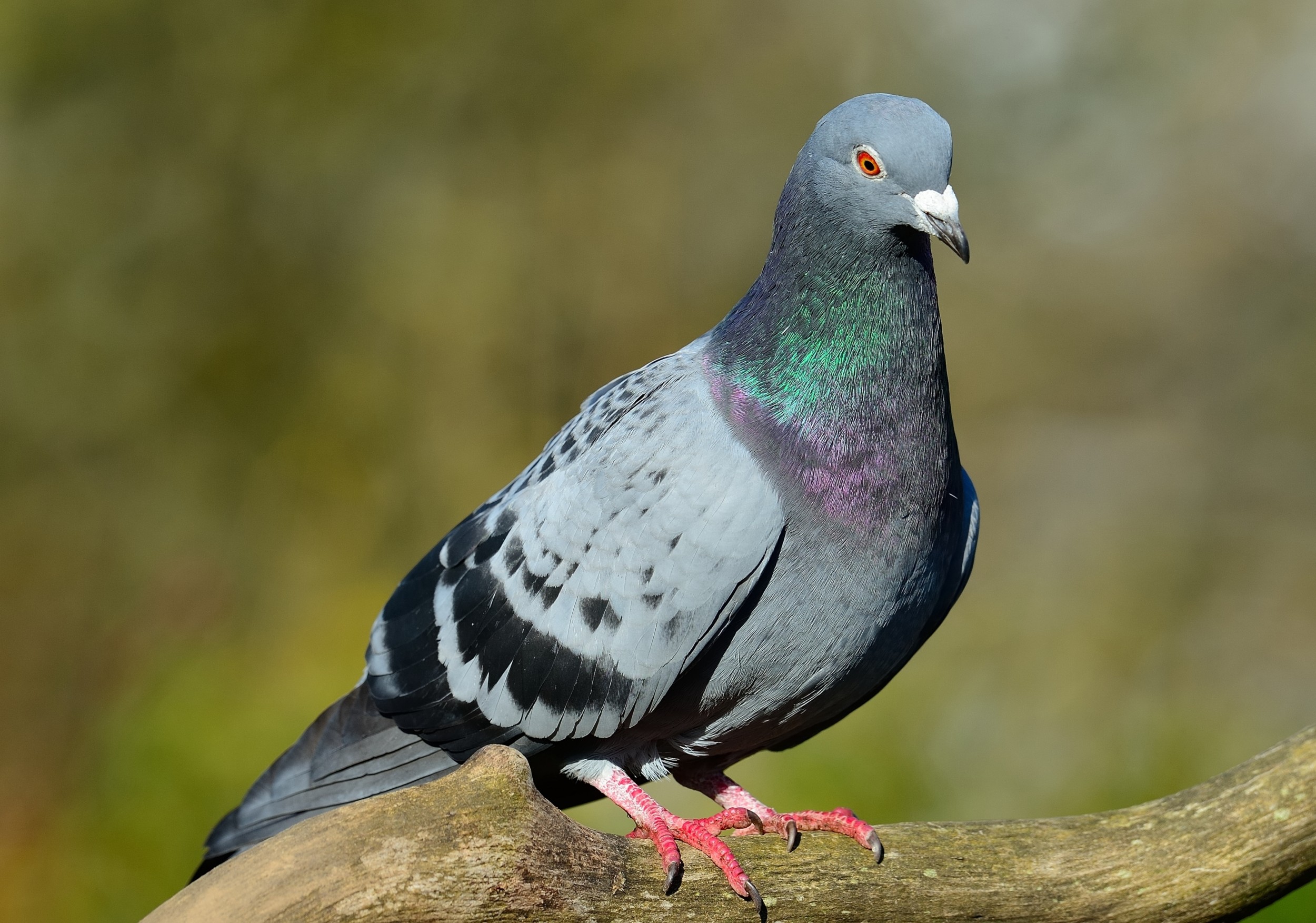Manejo e controle de pombos na Saúde
